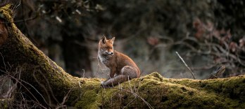 La Petite Renarde rusée
