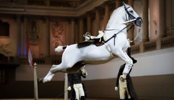 Scuola di Equitazione Spagnola di Vienna